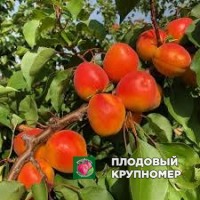 Абрикос "мадрігал" Абрикос "мадрігал"
