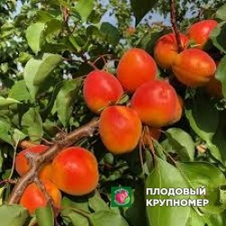 Абрикос "мадрігал"