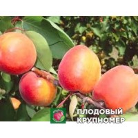Абрикос "маріетта" Абрикос "маріетта"