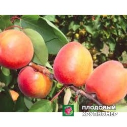 Абрикос "маріетта"