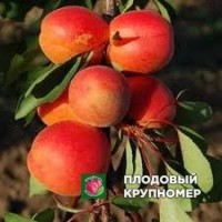Абрикос "майа+кот" Абрикос "майа+кот"