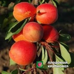 Абрикос "майа+кот"