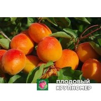 Абрикос "медіабель" Абрикос "медіабель"