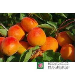 Абрикос "медіабель"