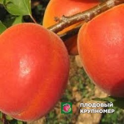 Абрикос "мілорд ваніла"