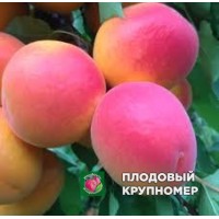 Абрикос "мілорд" Абрикос "мілорд"
