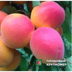 Абрикос "мілорд"