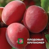 Абрикос "нінфа" Абрикос "нінфа"