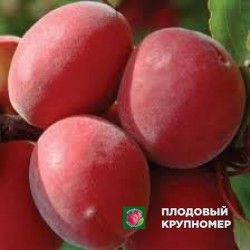 Абрикос "нінфа"