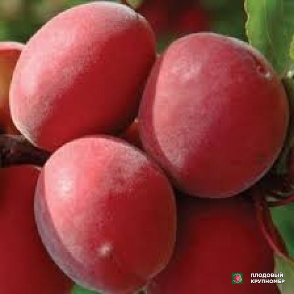 Саженцы Абрикос "нінфа"