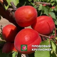 Абрикос "отело" Абрикос "отело"