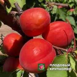 Абрикос "отело"