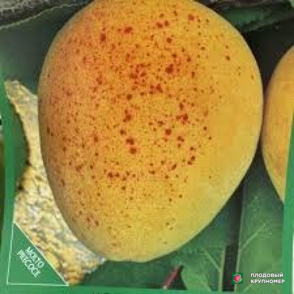 Саженцы Абрикос "палумелла"