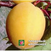 Абрикос "пелечієлла" Абрикос "пелечієлла"