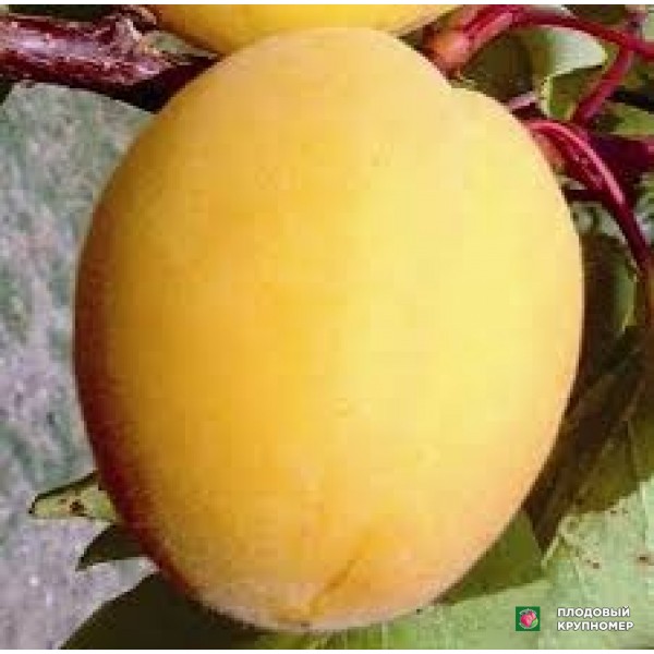 Саженцы Абрикос "пелечієлла"