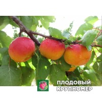 Абрикос "Піано" Абрикос "Піано"