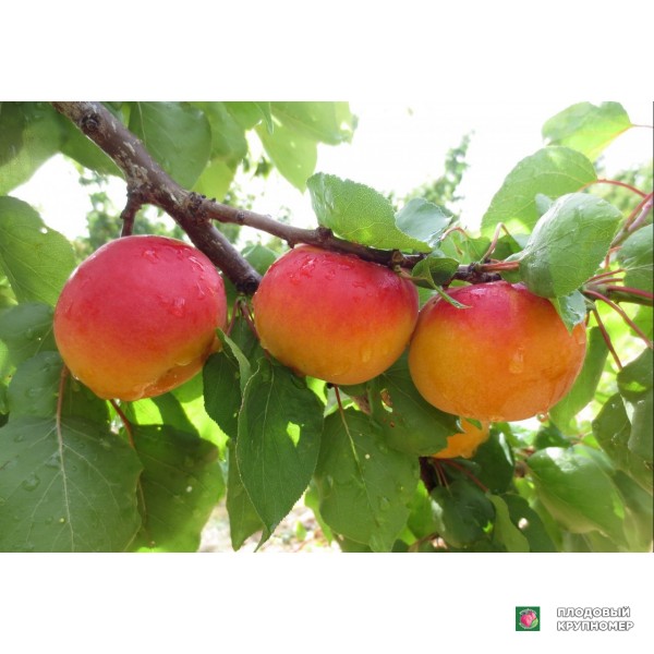 Саженцы Абрикос "Піано"