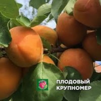 Абрикос "пізана" Абрикос "пізана"