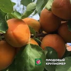 Абрикос "пізана"