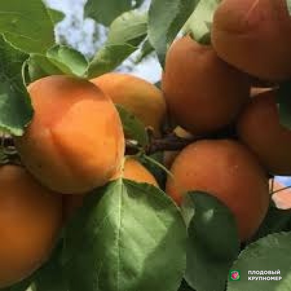 Саженцы Абрикос "пізана"