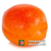 Абрикос "Плайа кот ков" Абрикос "Плайа кот ков"