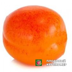 Абрикос "Плайа кот ков"