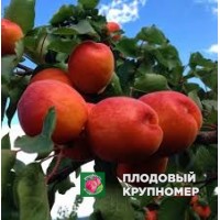 Абрикос "Пріция кармінго" Абрикос "Пріция кармінго"