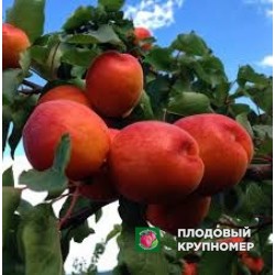 Абрикос "Пріция кармінго"