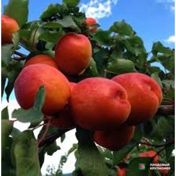 Саженцы Абрикос "Пріция кармінго"