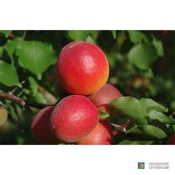 Саженцы Абрикос "Пріция"