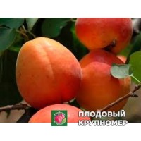 Абрикос "Раеле Дімоа" Абрикос "Раеле Дімоа"