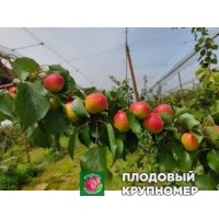 Абрикос "Регал кот" Абрикос "Регал кот"