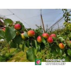 Абрикос "Регал кот"