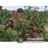 Абрикос "роугекот" Абрикос "роугекот"