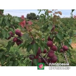 Абрикос "роугекот"