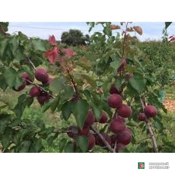 Саженцы Абрикос "роугекот"