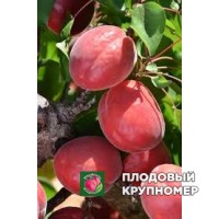 Абрикос "рубінго" Абрикос "рубінго"