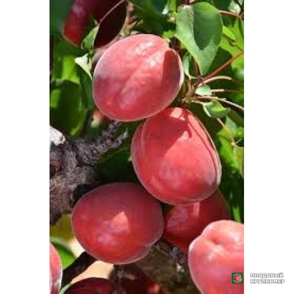 Саженцы Абрикос "рубінго"