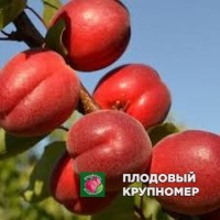 Абрикос "рубіца ков" Абрикос "рубіца ков"