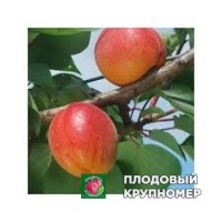 Абрикос "св.кастрес" Абрикос "св.кастрес"