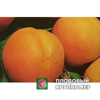 Абрикос "св.франческо" Абрикос "св.франческо"