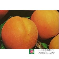 Абрикос "св.франческо"