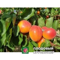 Абрикос "сапіанта" Абрикос "сапіанта"