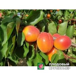 Абрикос "сапіанта"