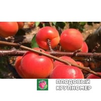 Абрикос "смарт+кот" Абрикос "смарт+кот"