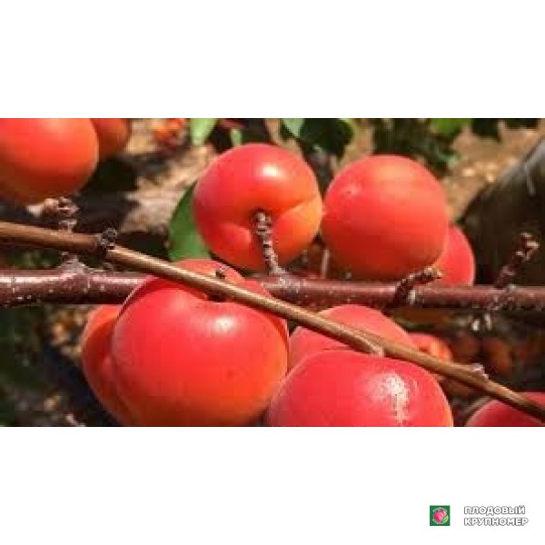 Саженцы Абрикос "смарт+кот"