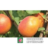 Абрикос "свіред" Абрикос "свіред"