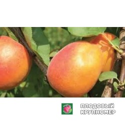 Абрикос "свіред"