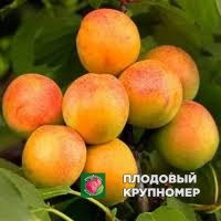 Абрикос "тотем-бар" Абрикос "тотем-бар"