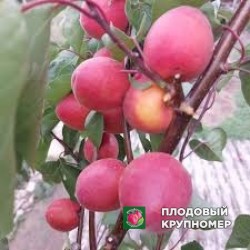 Абрикос "тотем+ков"